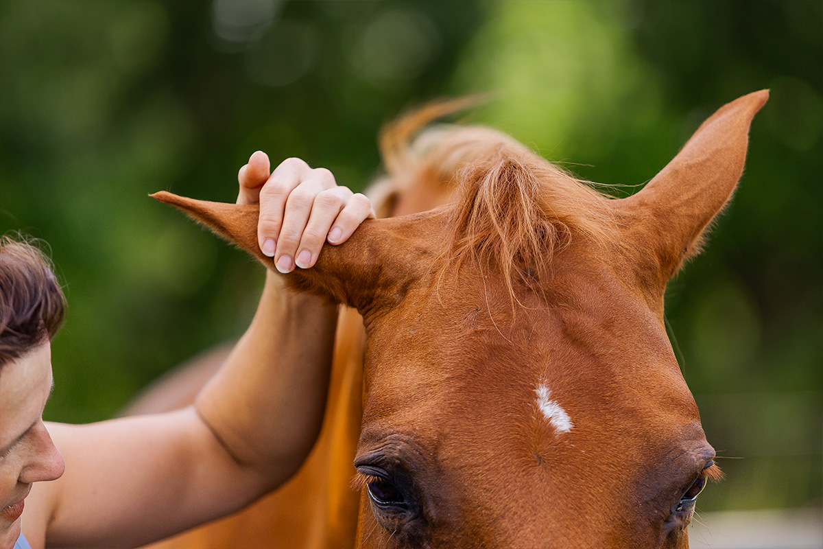 Mensch streichelt Pferdeohr