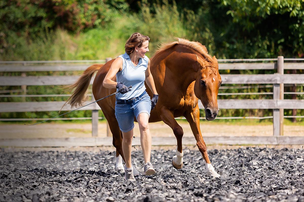 Galoppierendes Pferd mit Besitzerin