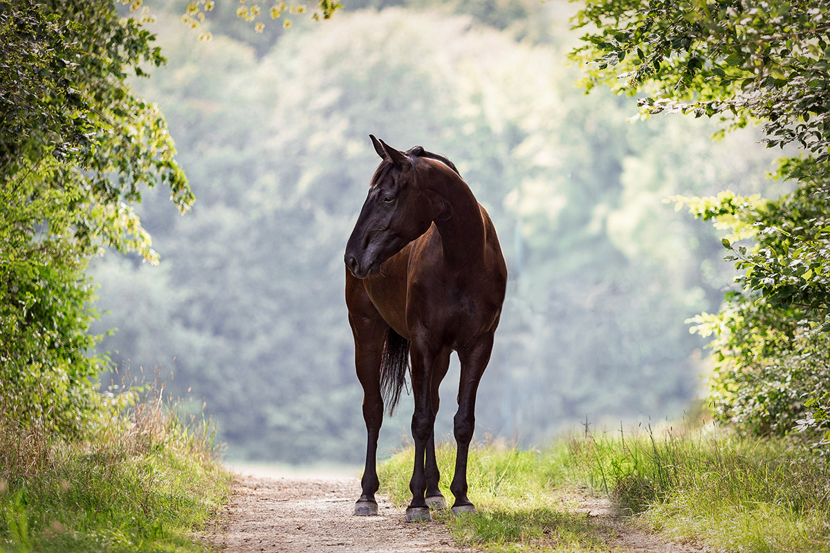 Stute im Wald